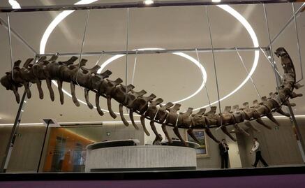 Subastan cola de dinosaurio en pro de damnificados por sismos