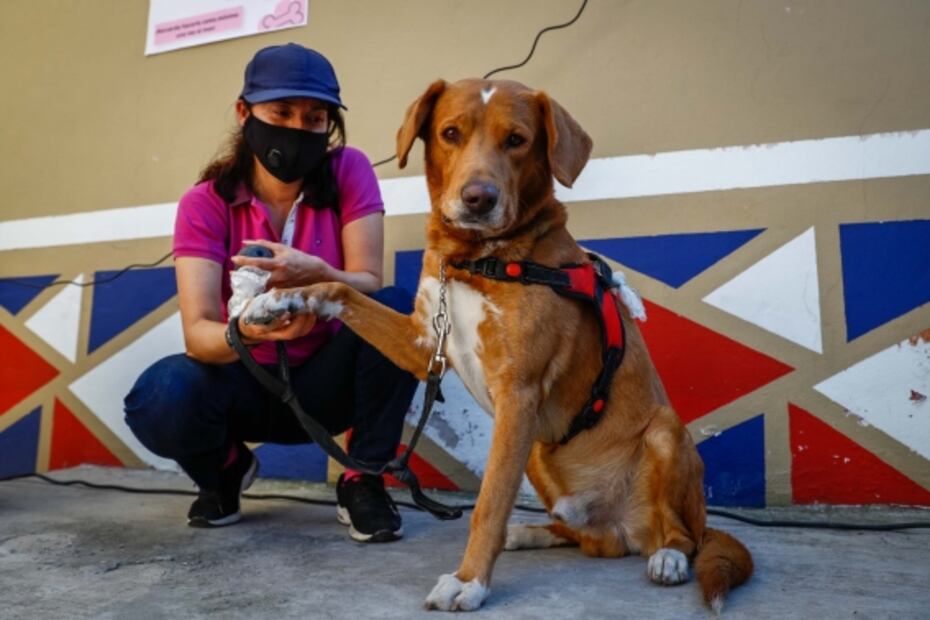 Enseñan cuidado de perros ante la pirotecnia