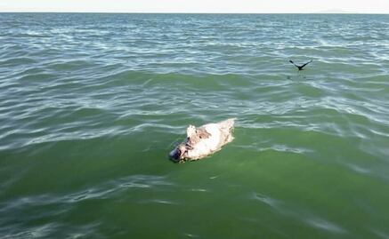 Endangered vaquita porpoise found dead in Gulf of California
