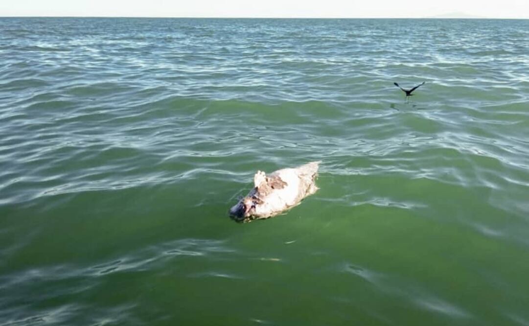 The group patrols the gulf, also known as the Sea of Cortez, removing illegal fishing nets - Photo: Sea Sheperd