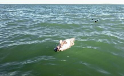 Endangered vaquita porpoise found dead in Gulf of California