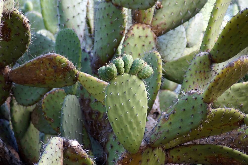 La raíz del nopal y los beneficios que tiene consumirlas/ Foto: Pixabay