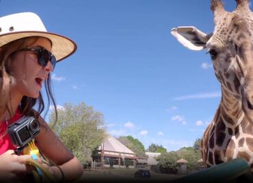 ¿Quieres conocer a la jirafa Benito? Aquí te decimos los horarios para visitarla en Africam Safari