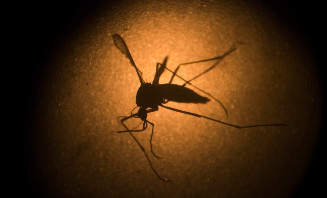 Nuevos datos sobre el zika