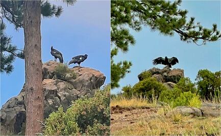 Reintroducen a la vida silvestre a dos cóndores de California nacidos en Chapultepec