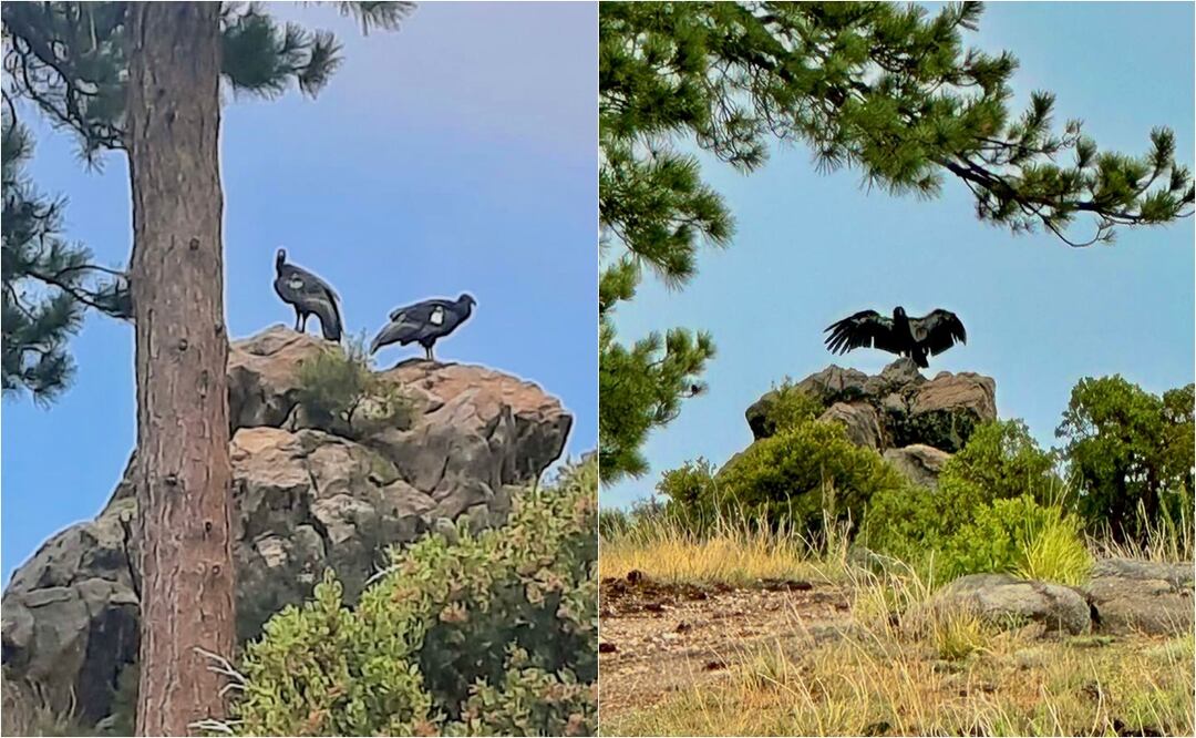 Reintroducen a la vida silvestre a dos cóndores de California nacidos en Chapultepec. Foto: Especial