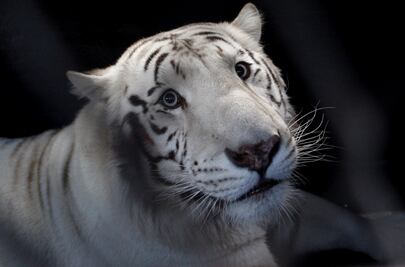 Trasladan a 11 grandes felinos a EU