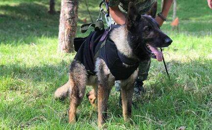 Fiel, amistoso y protector; así era Proteo, lomito rescatista fallecido en Turquía 