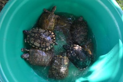 Entregan a Profepa 34 tortugas japonesas y un tejón en Colima