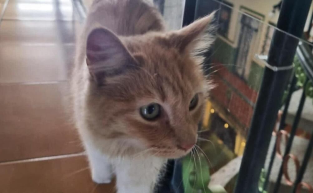 Conoce a “Timbre”, la gatita de la Casa de la Cultura Postal que enternece en TikTok