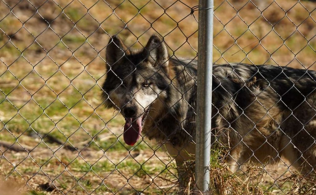 El recinto cuenta con dos casetas de noche, una madriguera, bebederos y un entorno natural, lo que favorece el adecuado acoplamiento de la pareja.
Foto: Especial.