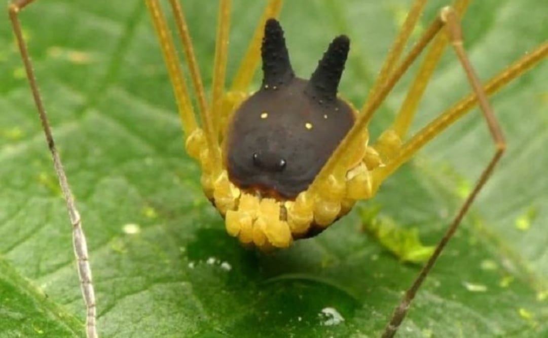 Este espécimen recibe el nombre de “Metagryne bicolumnata” y se trata de un ejemplar que pertenece a la familia de arácnidos conocidos como opiliones