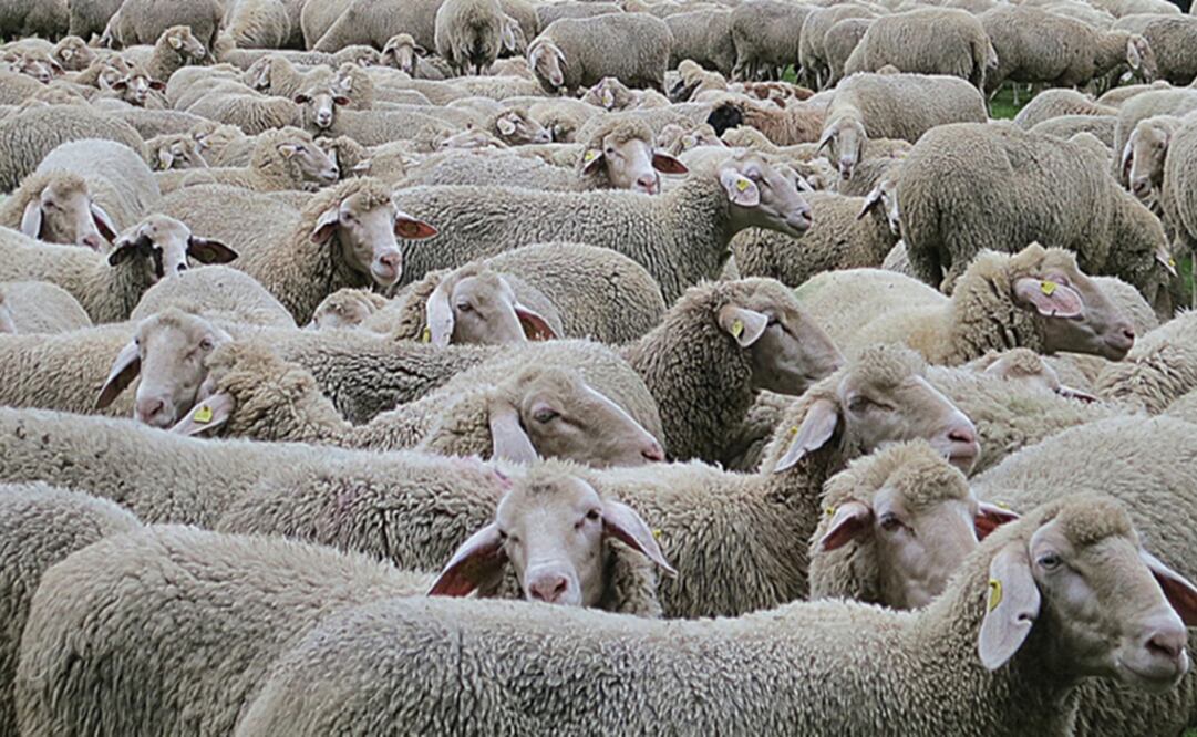 Foto: Captura de pantalla