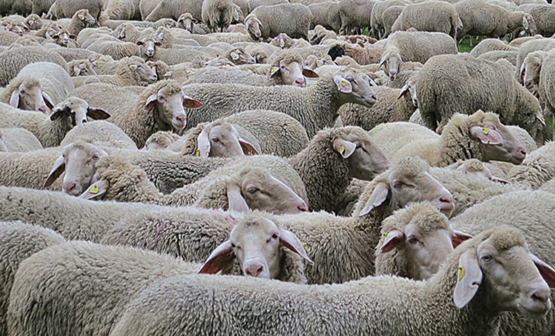 Foto: Captura de pantalla