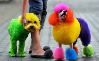 Diputados de CDMX presentan iniciativa para prohibir venta de mascotas en internet; proponen evitar su mutilación con fines estéticos