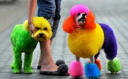 Diputados de CDMX presentan iniciativa para prohibir venta de mascotas en internet; proponen evitar su mutilación con fines estéticos