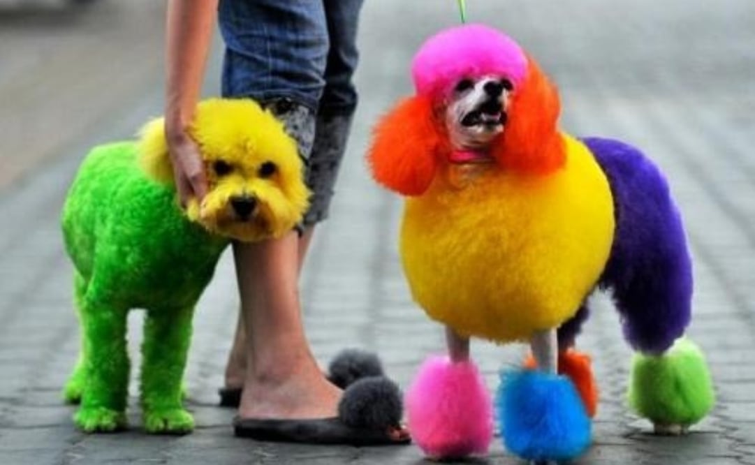 Diputados de CDMX presentan iniciativa para prohibir venta de mascotas en internet; proponen evitar su mutilación con fines estéticos.
Foto: Especial.