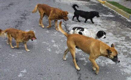 En Asamblea Legislativa piden censo para conocer número de perros callejeros en CDMX