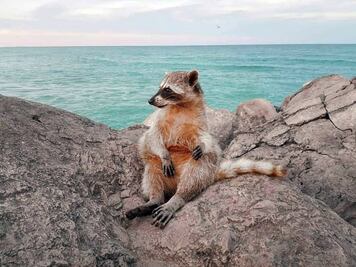 Miramar, la playa donde puedes admirar a los mapaches