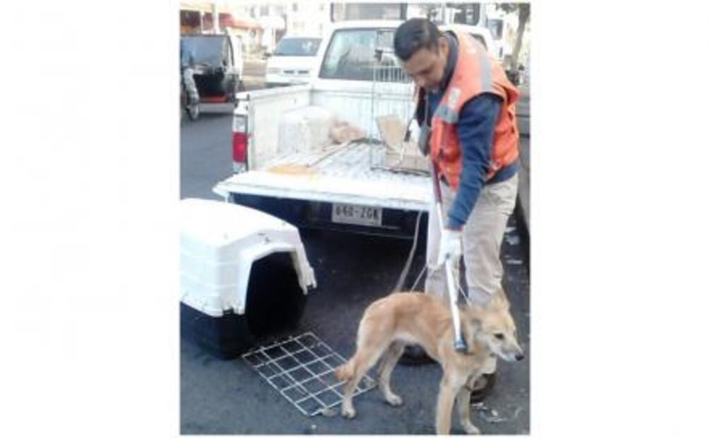 Rescatan trabajadores del Metro a perro en las vías de la Línea B