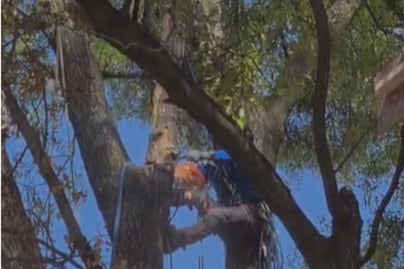 Vecinos de Benito Juárez cuestionan poda del árbol "Eugenio"; Sedema aclara que fue por mantenimiento y sin daño estructural