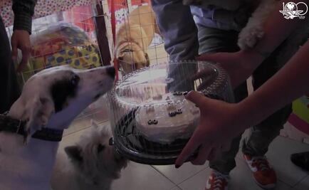 Vámonos de Pata de perro. Pasteles muy "perrones"