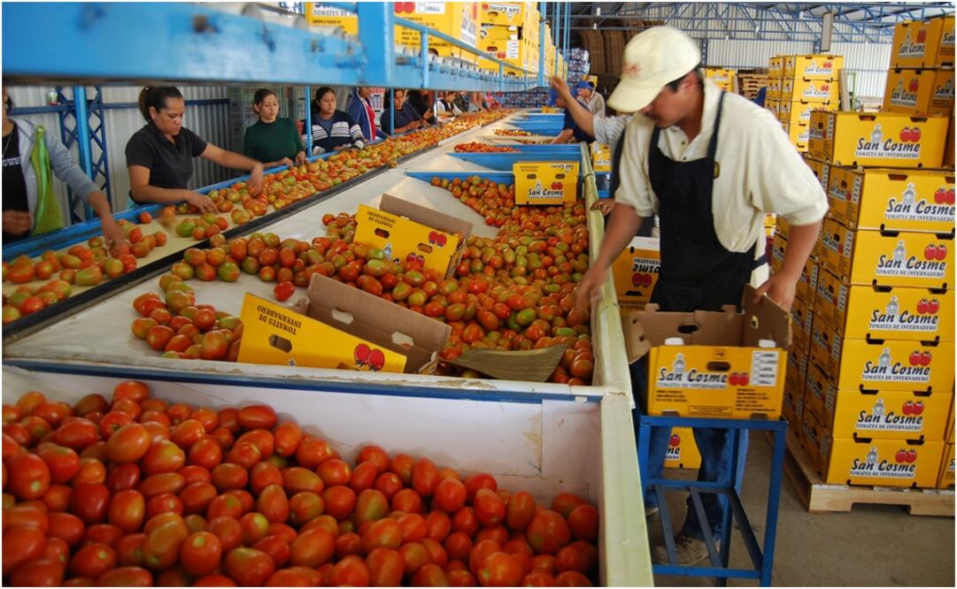 Productores de jitomate resultarán afectados por el arancel aplicado por EU. Foto: Archivo/EL UNIVERSAL