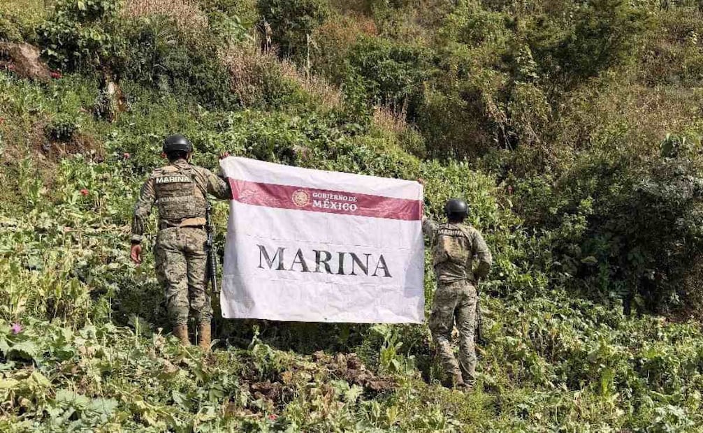 La Secretaría de Marina localizó y erradico 34 plantíos de amapola en el poblado Chuparrosa del municipio Del Nayar, Nayarit. Foto: Especial