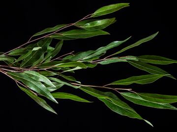 Así debes usar el laurel en tu cocina