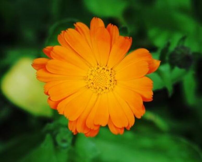 Infusiones para depurar el cuerpo después del Guadalupe-Reyes