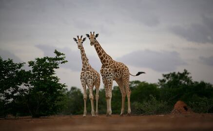 Descubren cuatro tipos de especies de jirafas