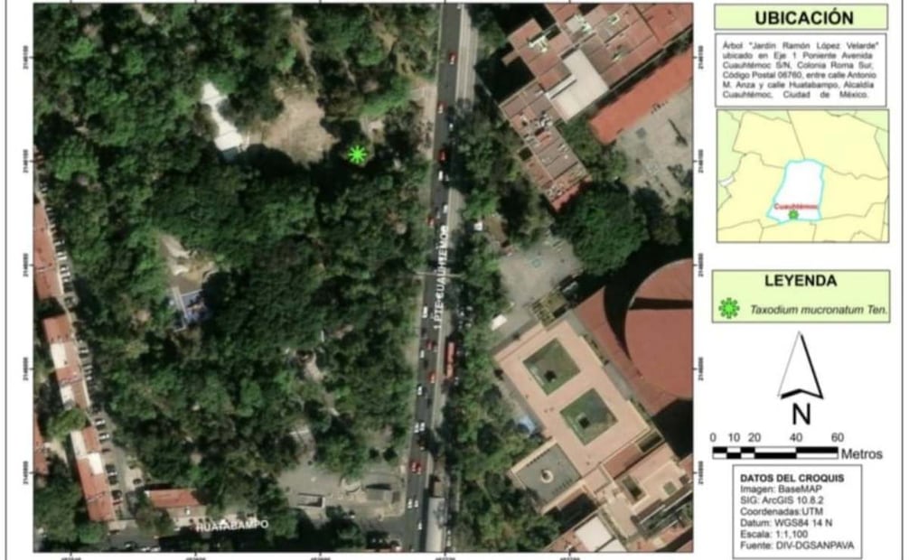 El ahuehuete Jardín Ramón López Velarde se ubica en Eje 1 Poniente, en la Roma Sur, alcaldía Cuauhtémoc. Foto: Especial.