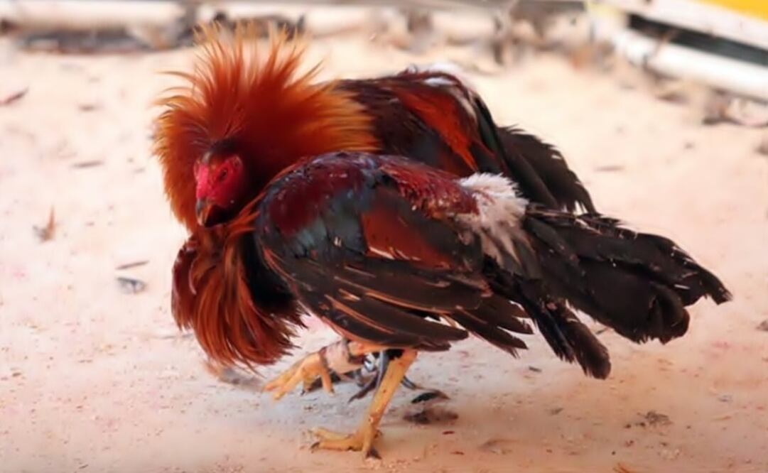 Clandestine cockfights are a very common sight in Mexico. (Photo: SPECIAL)