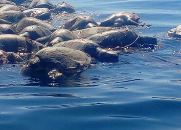 Profepa presentará denuncia penal por muerte de tortugas en Oaxaca