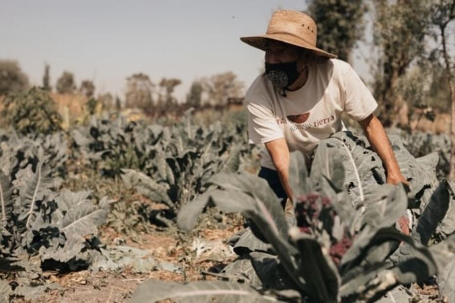 Arca Tierra, alimentos orgánicos y de temporada de la chinampa a tu mesa