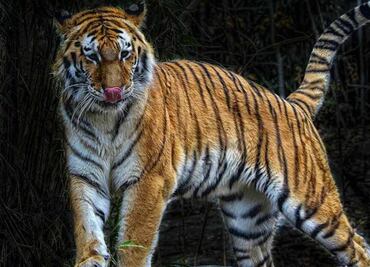 De mono araña a tigres: animales exóticos, entre las extravagancias que poseen los narcos