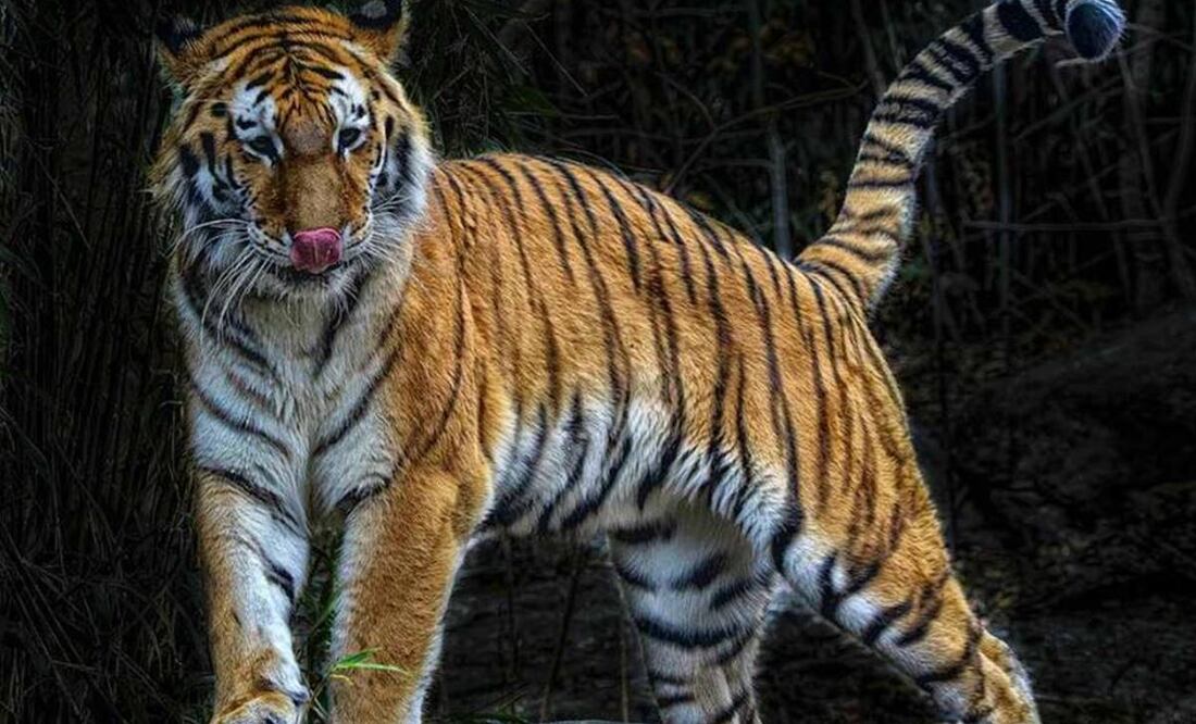 Hace unos días, un mono araña murió abatido durante un enfrentamiento armado entre elementos de la FGJEM y un grupo criminal, en el municipio de Texcaltitlán. Foto: Archivo/EL UNIVERSAL