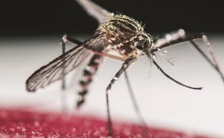 ¿Por qué me pican los mosquitos? ¿Qué los atrae?