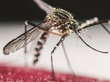 ¿Por qué me pican los mosquitos? ¿Qué los atrae?