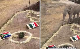 Elefantes eligen al ganador; esta es la predicción para el partido inaugural de México