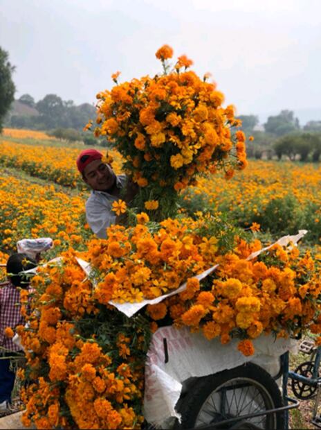 Esperan que Covid no marchite festividades