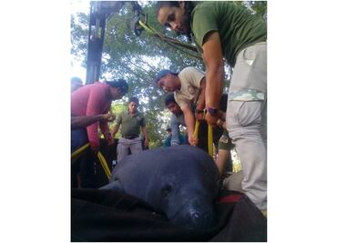 Ante muerte de animales acuáticos, diputados piden rescatarlos en Tabasco