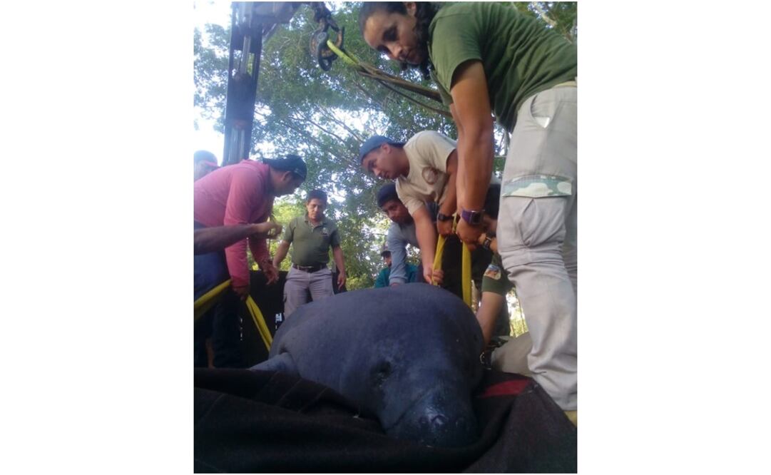 Jobo, un manatí de aproximadamente 400 kilogramos, fue rescatado en las aguas del manatinario del Centro de Interpretación y Convivencia con la Naturaleza. Foto: Especial