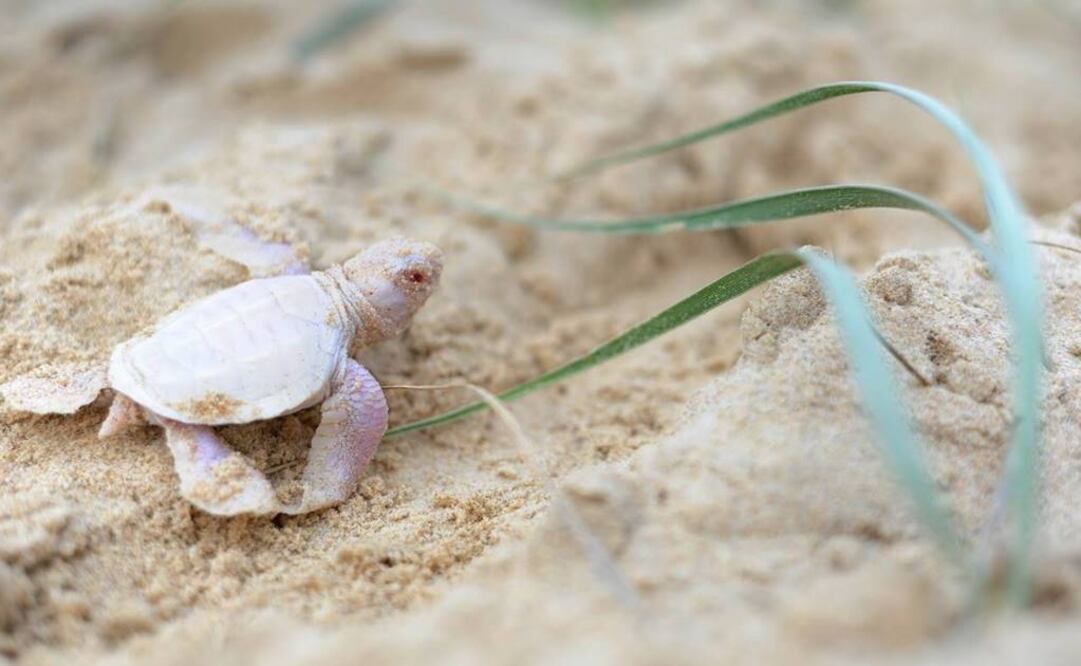 (Foto: Tomada Facebook)