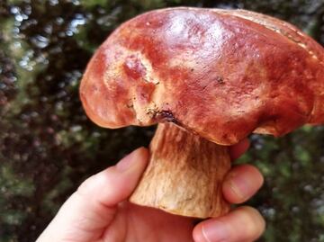 ¿Fan de los hongos? Estos recorridos y actividades te interesan