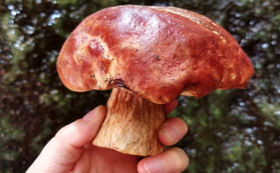 Foto: Raquel del Castillo