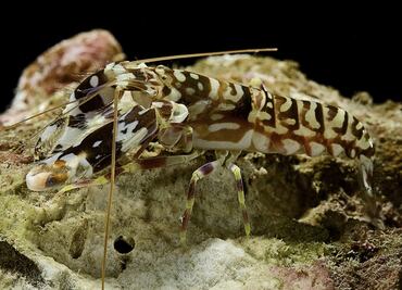 Por qué el Departamento de Defensa de EE.UU. está escuchando atentamente los sonidos de los camarones