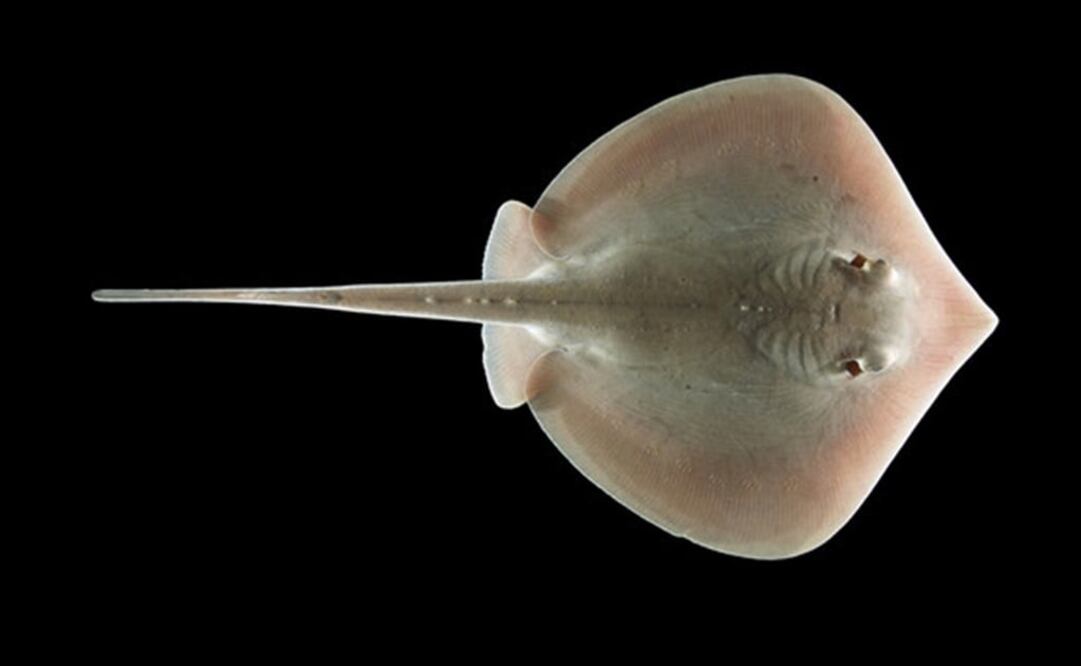 Muchos animales marinos como la raya del Atlántico necesitan el buen funcionamiento de su sistema olfativo para sobrevivir. Foto: Stephen M. Kajiura /Florida Atlantic University