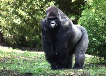 "Bantú" iba por pareja y encontró la muerte
