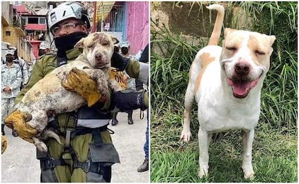 La perrita Deysi sobrevivió al derrumbe del Chiquihuite, su dueña prometió volver por ella pero sigue esperándola
